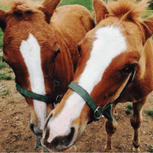 Equine Faecal Egg Count sampling pack (8 samples)
