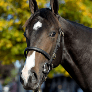 Equine Faecal Egg Count Kit (1 sample)